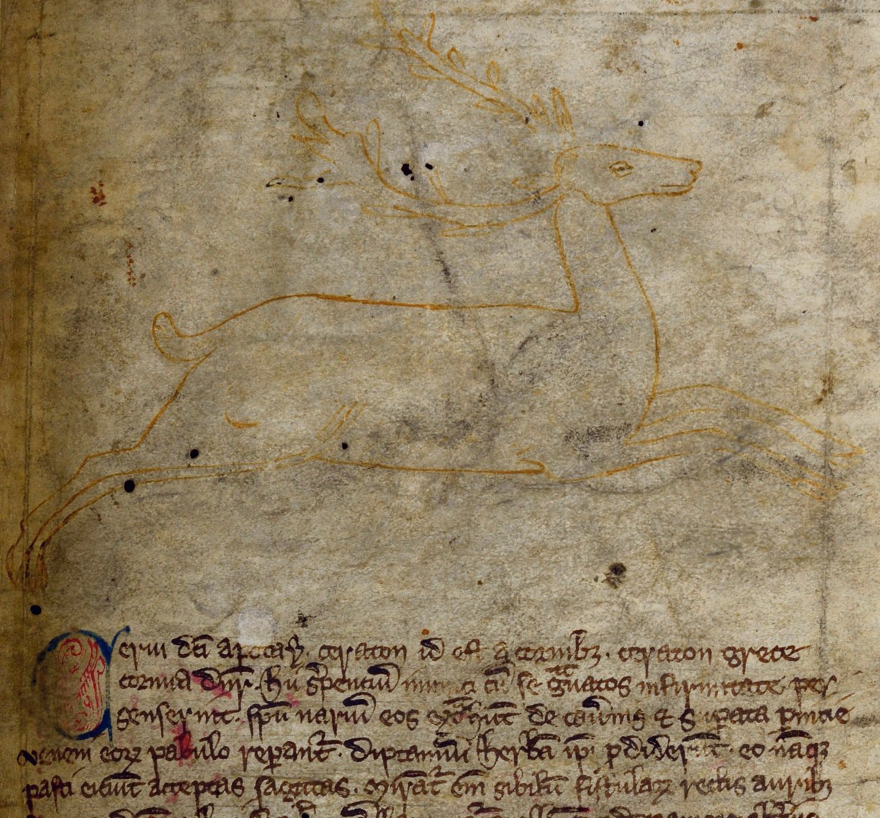 CCA-LitMs/D/10 fol. 1r Szarvas, a Bestiáriumból alkotó: English School