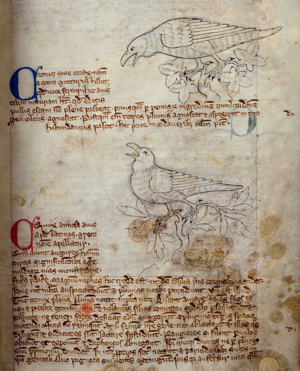 CCA-LitMs/D/10 fol. 20r Raven and Crow, a Bestiáriumból alkotó: English School