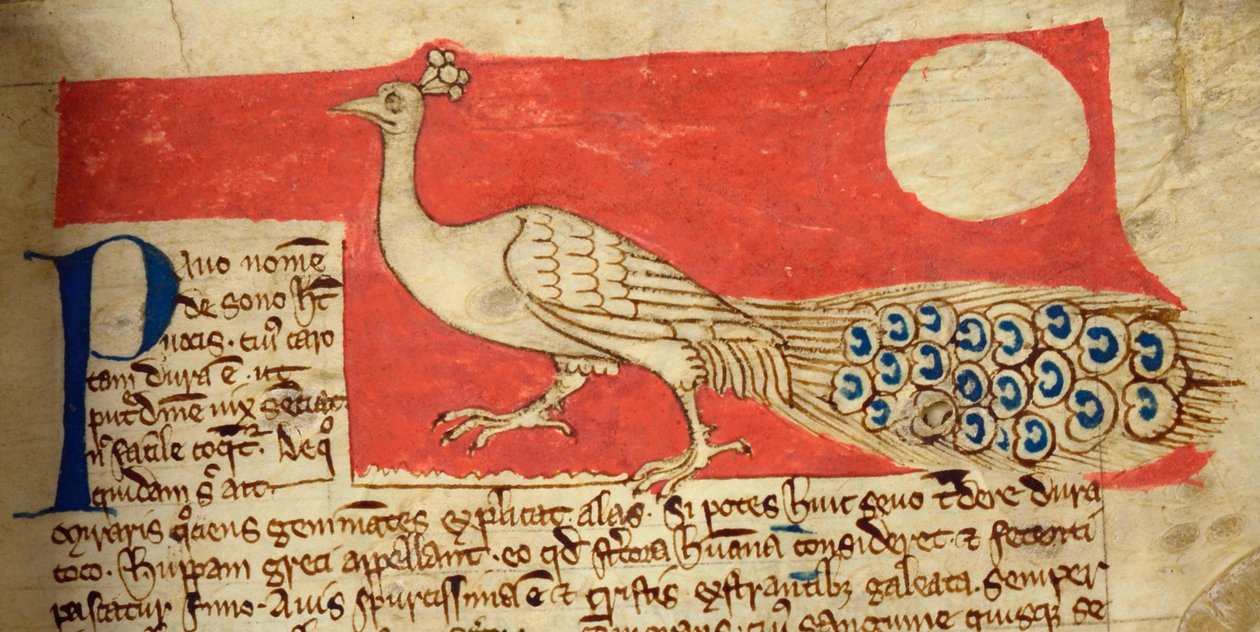 CCA-LitMs/D/10 fol. 22r Peacock, a Bestiáriumból alkotó: English School