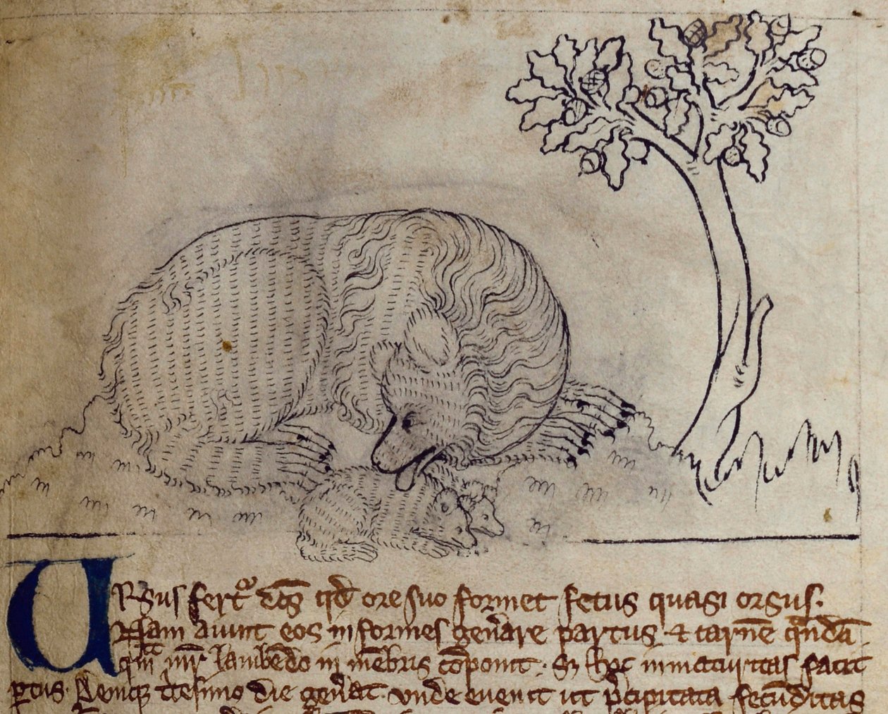 CCA-LitMs/D/10 fol. 3r Bear, a Bestiáriumból alkotó: English School