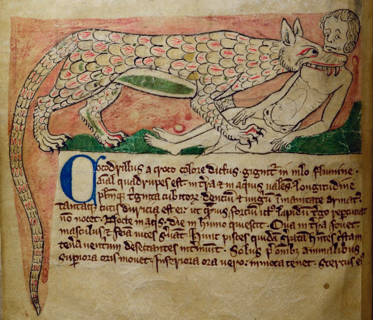 CCA-LitMs/D/10 fol. 3v Crocodile, a Bestiary-től alkotó: English School