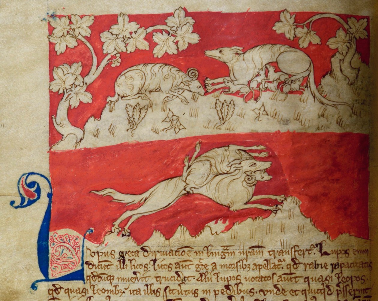 CCA-LitMs/D/10 fol. 4v Wolf, a Bestiary-től alkotó: English School