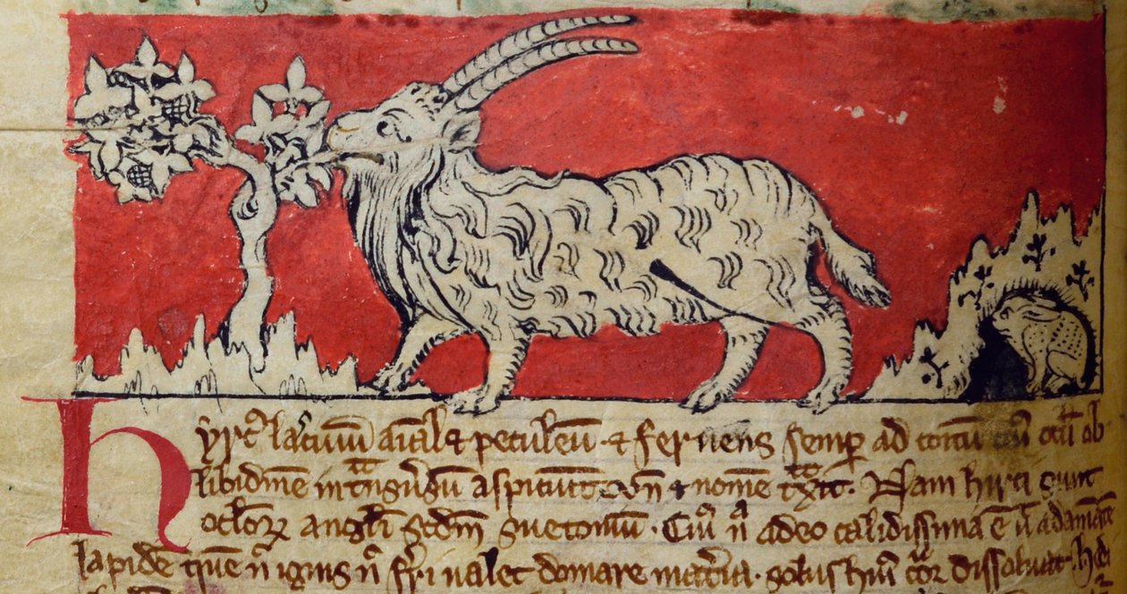 CCA-LitMs/D/10 fol. 8v Kecske, Bestiary alkotó: English School