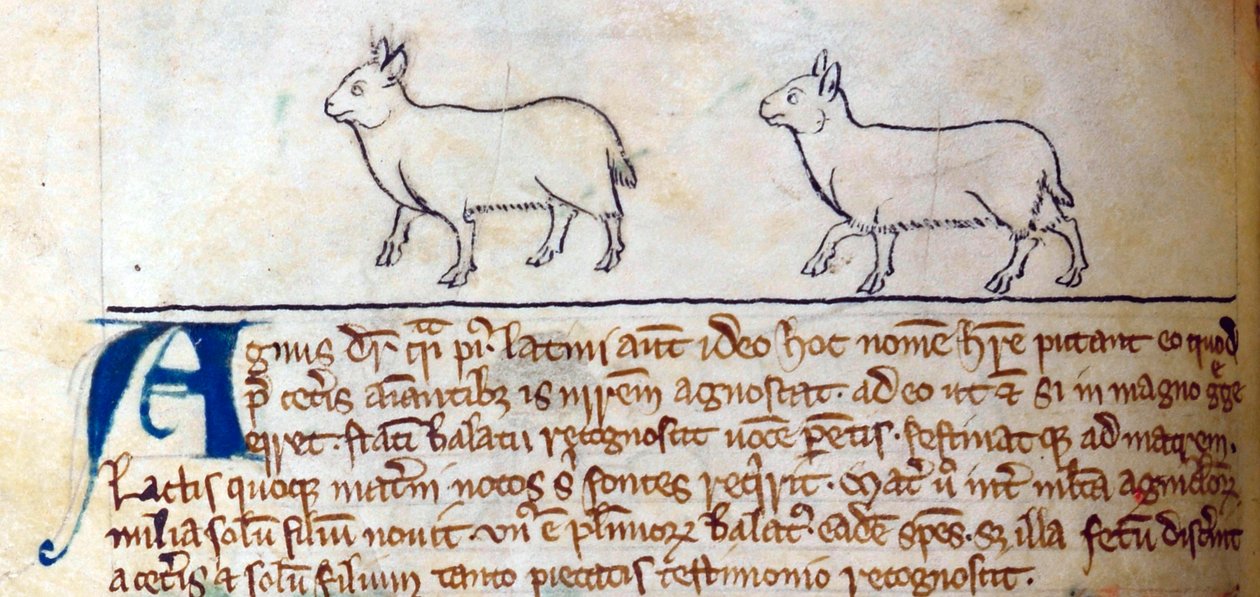 CCA-LitMs/D/10 fol. 8v Lambs, Bestiary alkotó: English School