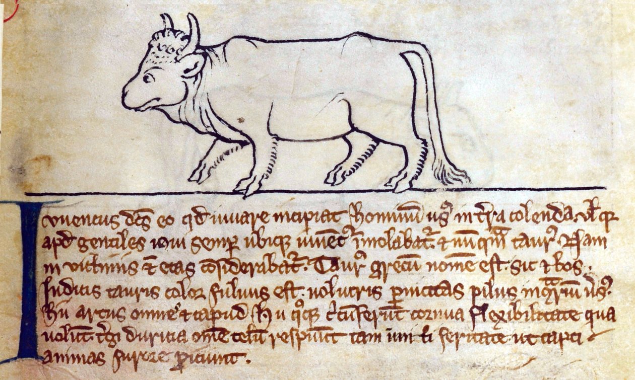 CCA-LitMs/D/10 fol. 9r Bullock, a Bestiáriumból alkotó: English School