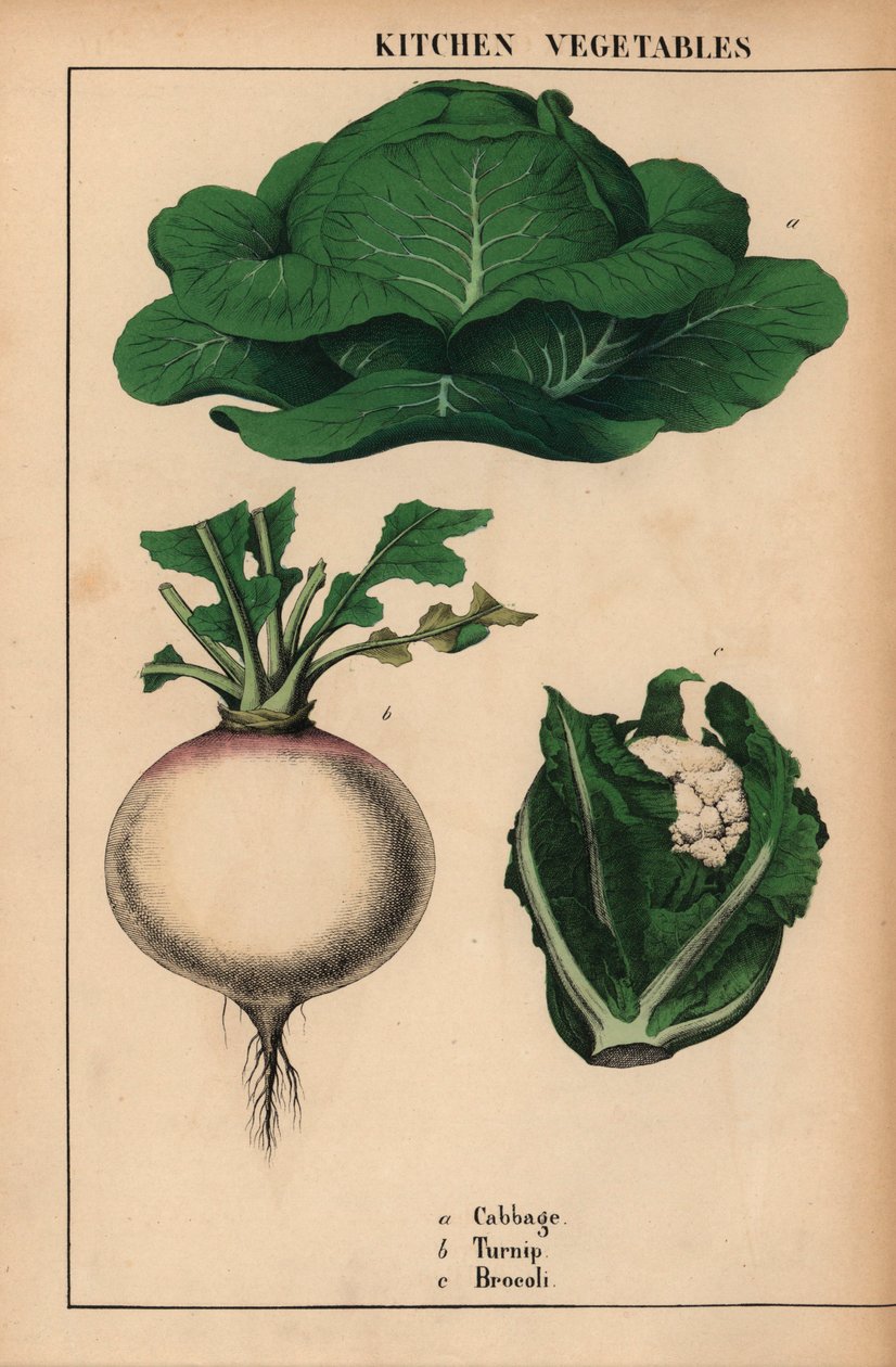 Káposzta, fehérrépa és brokkoli [brokkoli] , a "The Instructive Picture Book, or Lessons from the Vegetable World", [Charlotte Mary Yonge], Edinburgh alkotó: English School