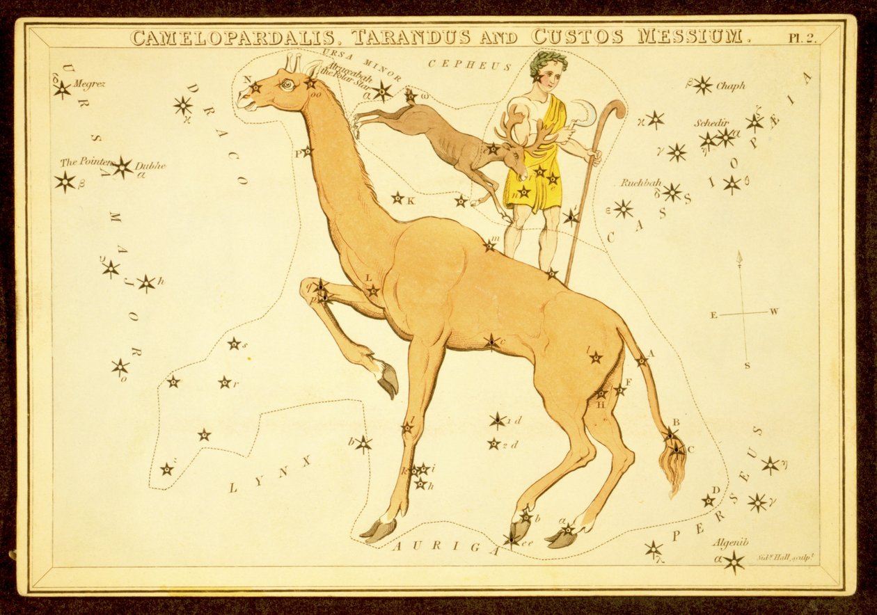Camelopardalis, Tarandus és Cutos Messium, pub. 1825 (kézzel színezett metszet) alkotó: English School