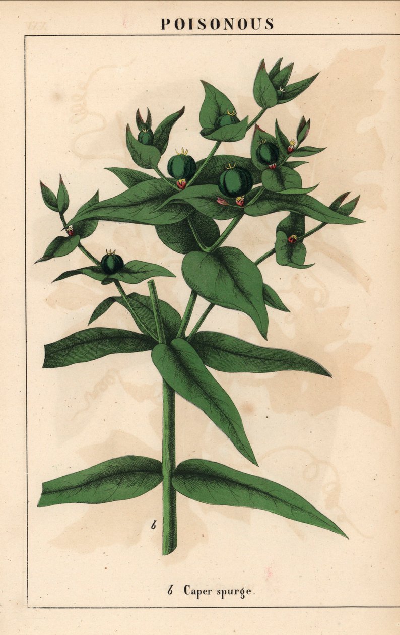 Kapribogyó zöld magvakkal, Euphorbia lathyris   , a "The Instructive Picturebook, or Lessons from the Vegetable World", [Charlotte Mary Yonge], Edinburgh alkotó: English School