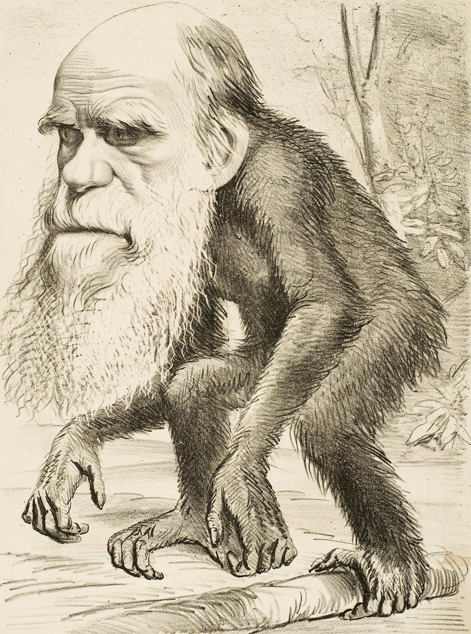 Charles Darwin karikatúrája alkotó: English School