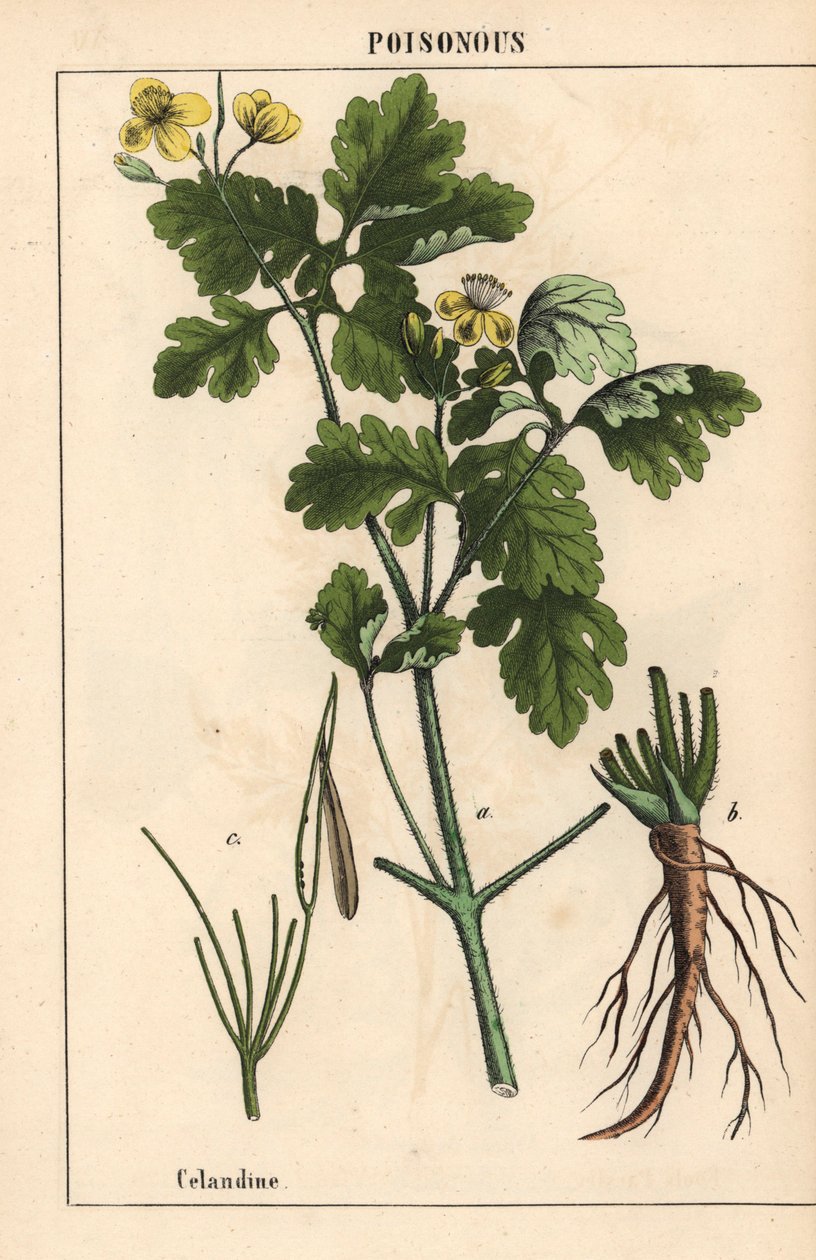 Celandine sárga virágokkal és gyökerekkel.   , a "The Instructive Picturebook, or Lessons from the Vegetable World", [Charlotte Mary Yonge], Edinburgh alkotó: English School