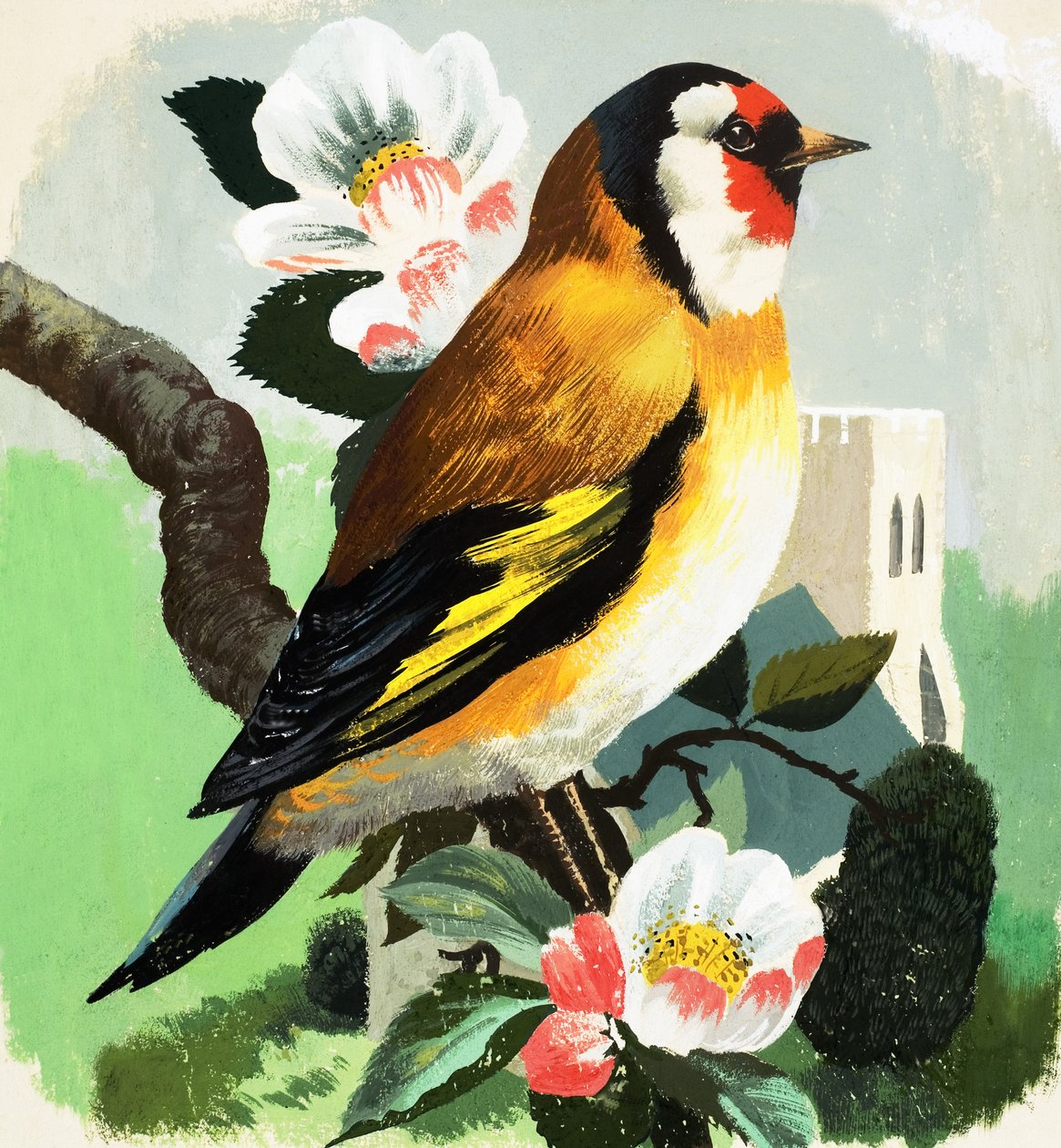 Chaffinch (gouache, papír) alkotó: English School