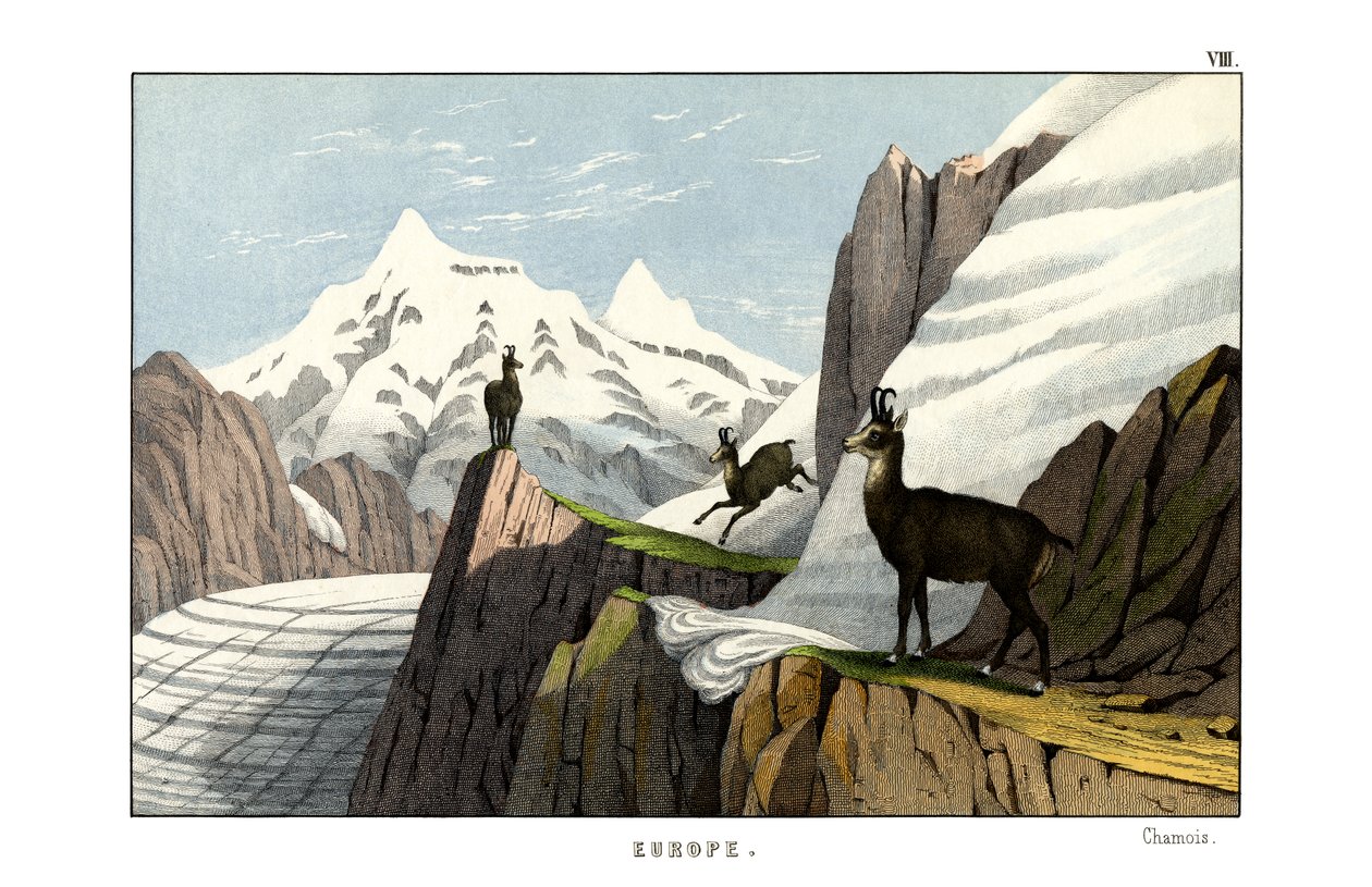 Chamois alkotó: English School