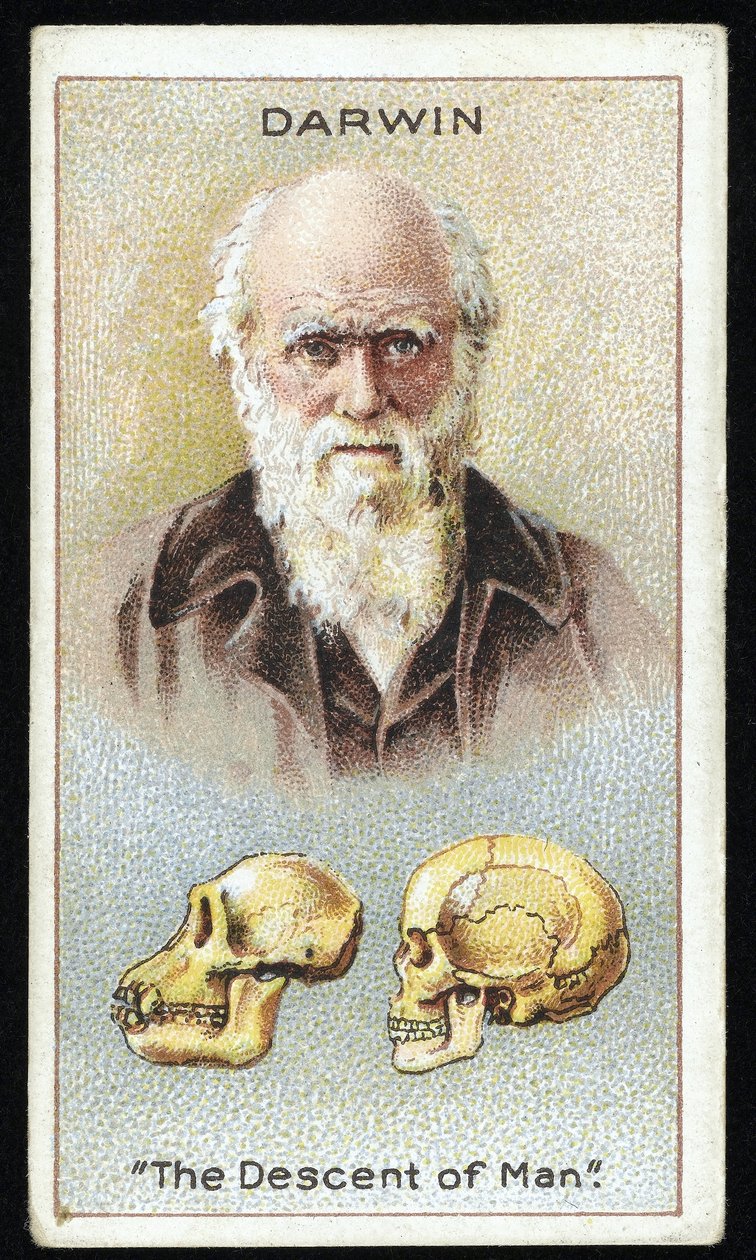 Charles Darwin, "The Descent of Man", pub. 1924 (színes litó) alkotó: English School