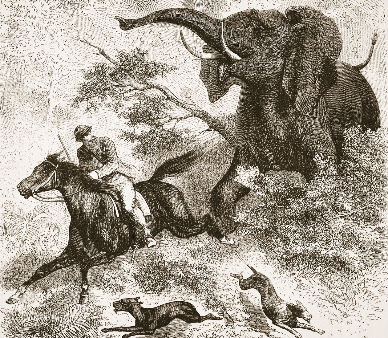 Egy elefánt üldözte, illusztráció a David Livingstone élete és felfedezései képi kiadásából, J. Ewing Richie, pub. A. Fullarton & Co., 1876 alkotó: English School