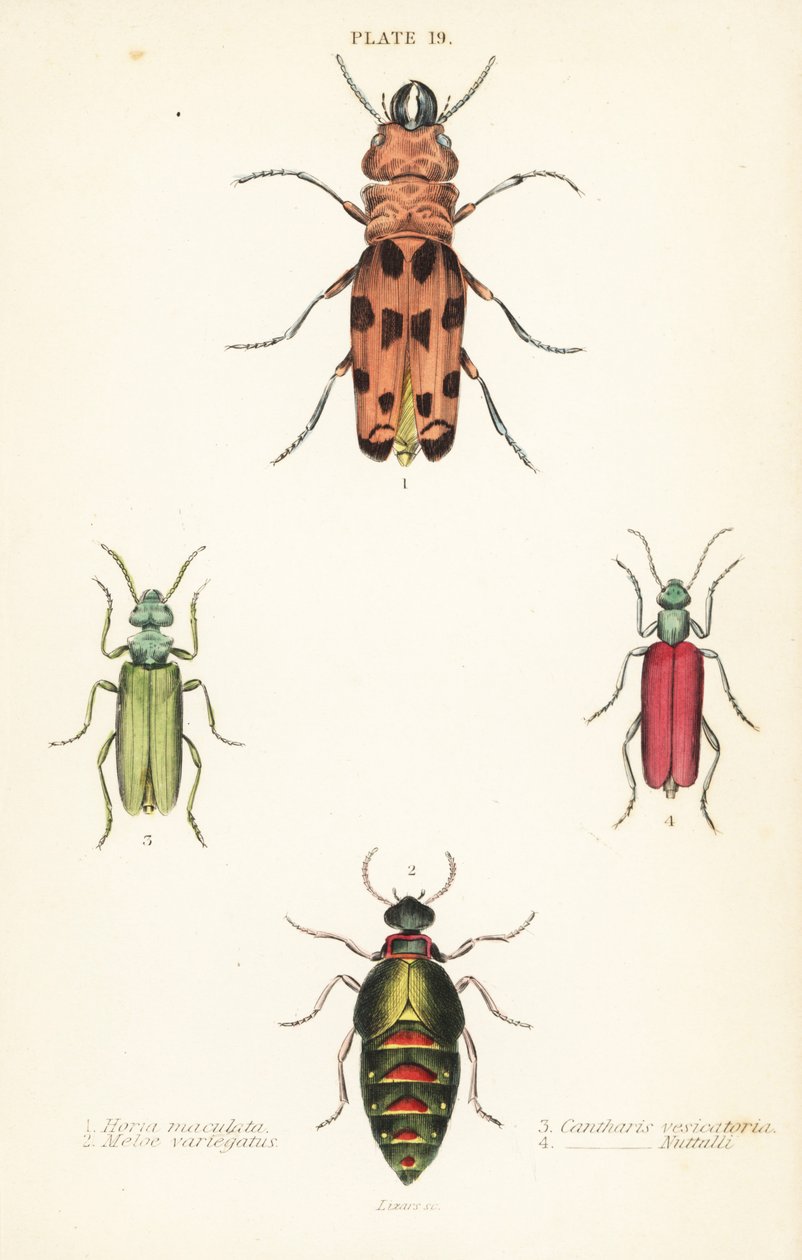 Cissites maculata 1, tarka olajbogár, Meloe variegatus 2, spanyol légy, Lytta vesicatoria 3 és Nuttall hólyagbogár, Lytta nuttalli 4 alkotó: English School