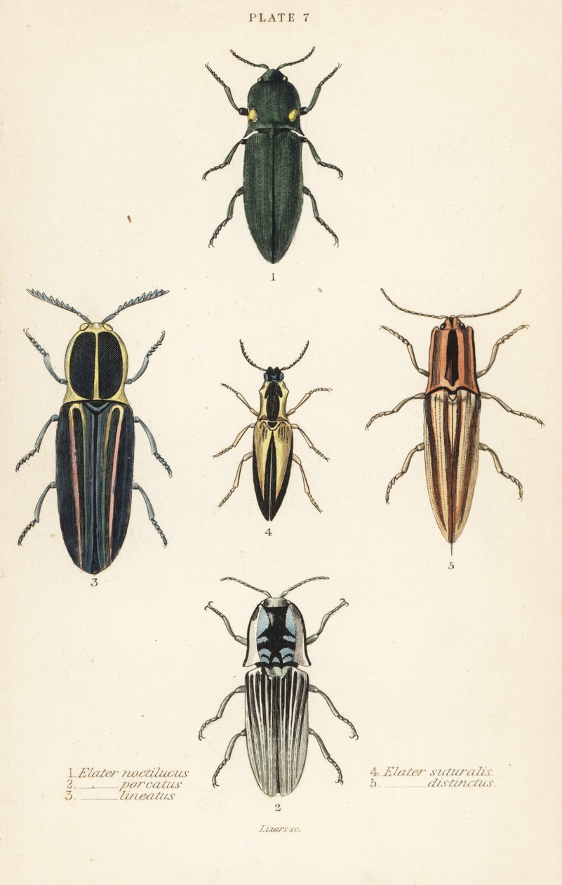 Klikkbogár: rugalmas fényszóró, Pyrophorus nightlucus 1, Chalcolepidius porcatus 2, bélelt csattanóbogár, Agriotes lineatus 3, Elater suturalis 4 és Semiotus differentus 5 alkotó: English School