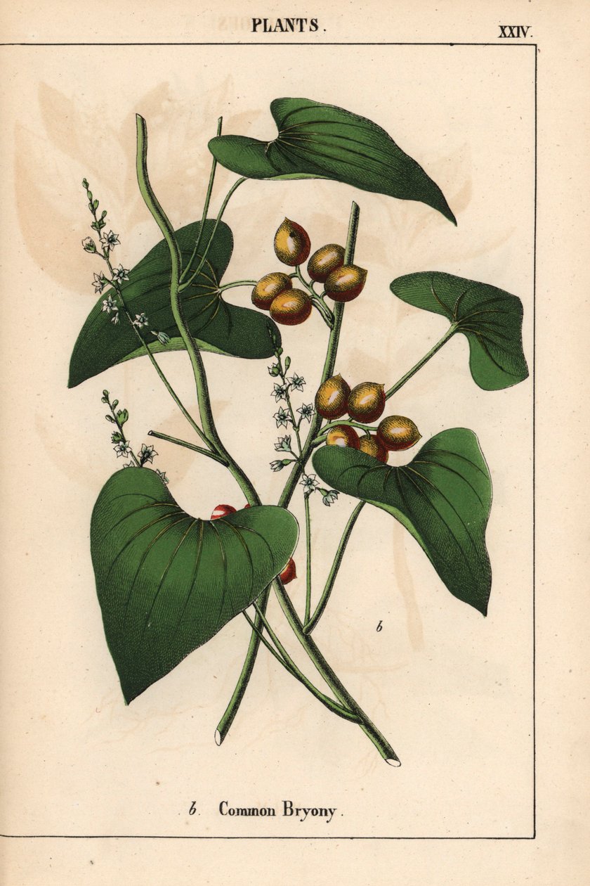 Közönséges bryony arany bogyókkal. Bryonia alba   , a "The Instructive Picturebook, or Lessons from the Vegetable World", [Charlotte Mary Yonge], Edinburgh alkotó: English School