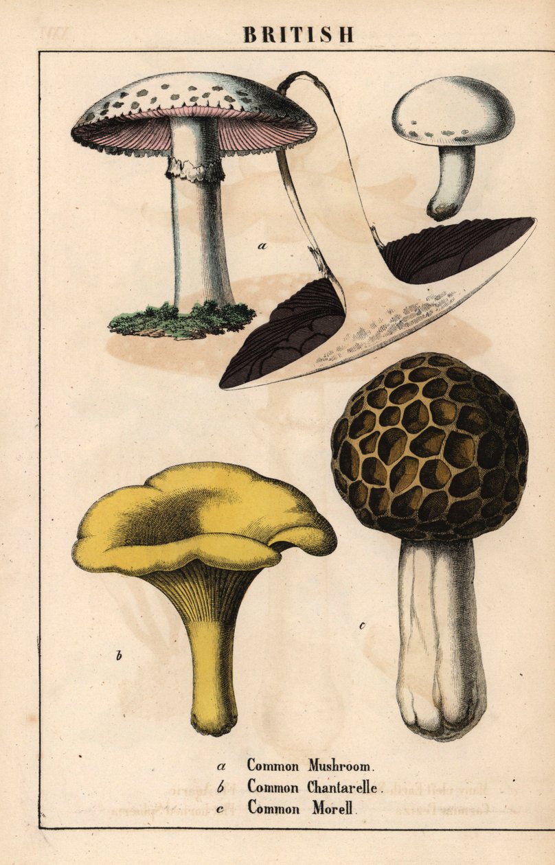 Közönséges Agaricus gomba, arany rókagomba Cantharellus cibarius és morel gomba Morchella esculenta   , "The Instructive Picturebook, or Lessons from the Vegetable World", [Charlotte Mary Yonge], Edinburgh alkotó: English School