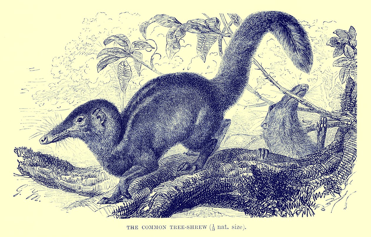 Közönséges facska, illusztráció a "The Royal Natural History"-ból (litográfia) alkotó: English School