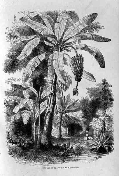 Conuco of Plantain and Tobacco, Santo Domingo múltja és jelene, Samuel Hazard, pub. 1873-ban alkotó: English School