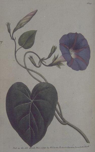Convolvulus major, vagy Purple Bind Weed (Convolvulus purpureus), 113-as lemez William Curtis „The Botanical Garden” (vagy „Flower Garden Displayed”) című kocsmából. 1789-90 (metszet) alkotó: English School