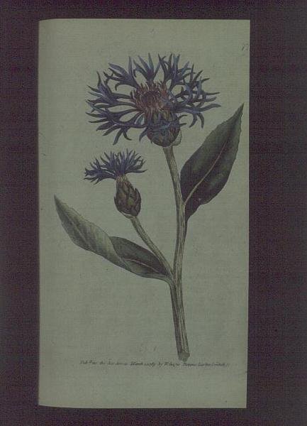 Búzavirág (Centaurea montana), 77. tábla William Curtis "The Botanical Magazine" (vagy "Flower Garden Displayed") című művéből, kiad. 1789-90 (metszet) alkotó: English School