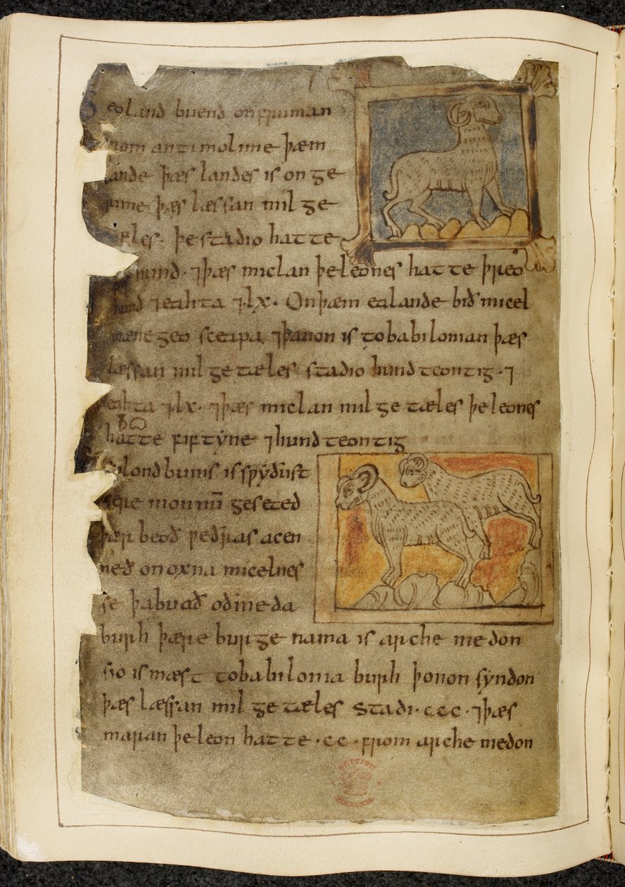 Cotton Vitellius A. XV f.98v, Egy szarvú bárány, jobbra néz; két szarvas bárány, balra néző, Beowulfból, a „Nowell Codex”-ből (tinta pergamenen) alkotó: English School