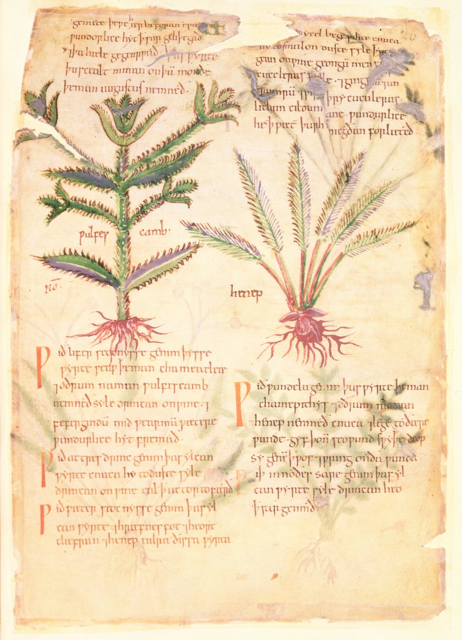 Cotton Vitellius C.III fol.30 Illusztrációk a Wulfes Cambról és Henepről, a „Dioscorides” című óangol gyógynövényből, eredetileg Apuleius (123-80) (vellum) alkotó: English School