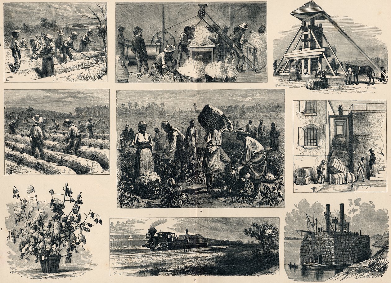 Pamut: termesztése és előkészítése Amerikában (metszet) alkotó: English School