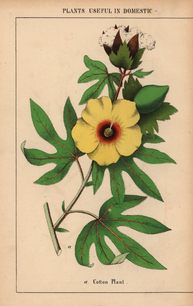 Pamut növény, sárga virággal és fehér vattacsomóval.  , a "The Instructive Picturebook, or Lessons from the Vegetable World", [Charlotte Mary Yonge], Edinburgh alkotó: English School
