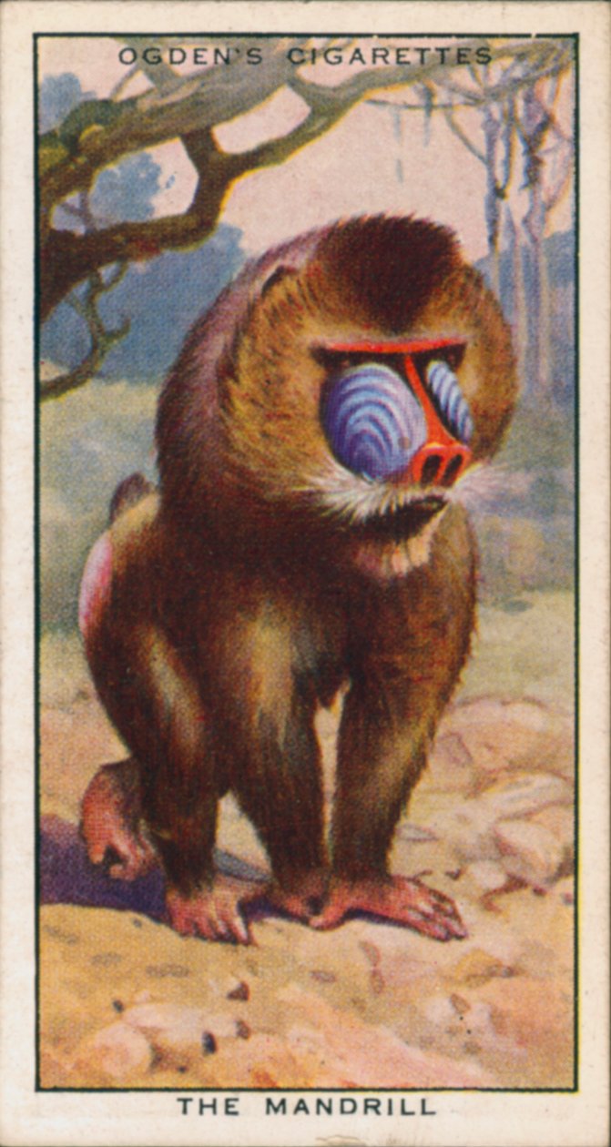 Udvarlási színek, állatok, Mandrill (színes litográfia) alkotó: English School