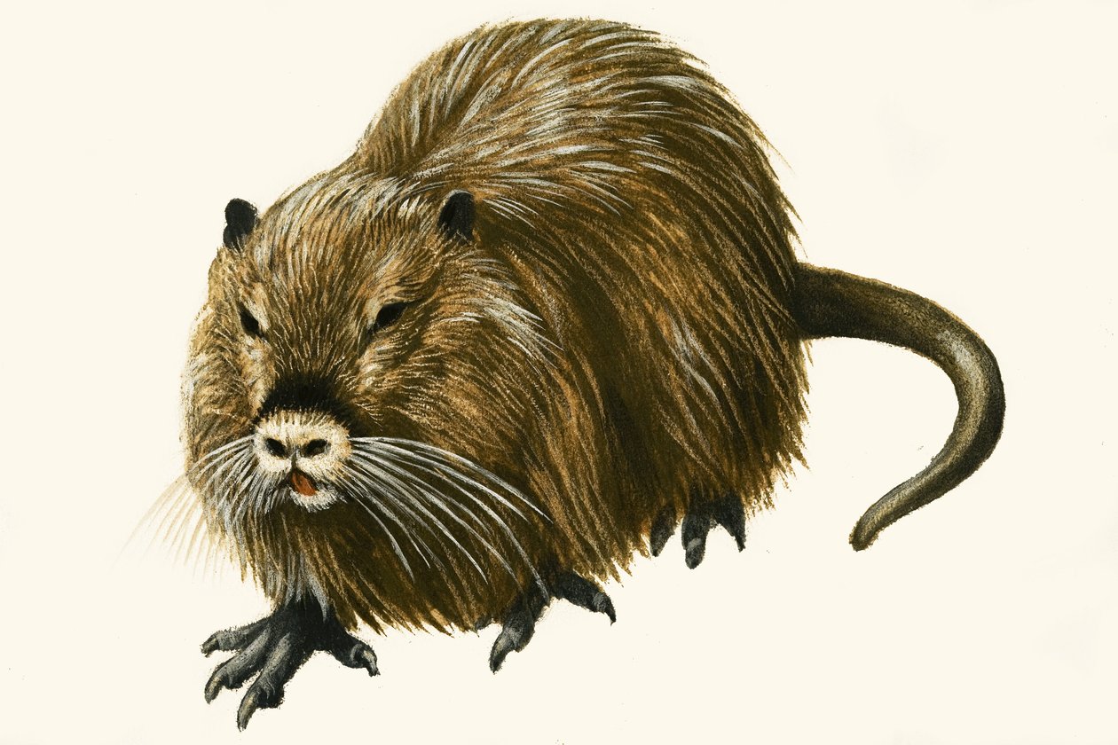 Coypu alkotó: English School