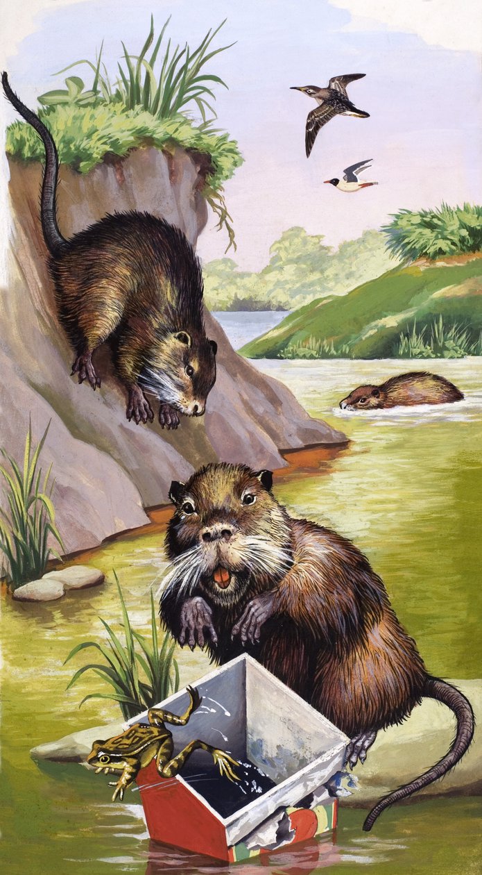Coypu alkotó: English School