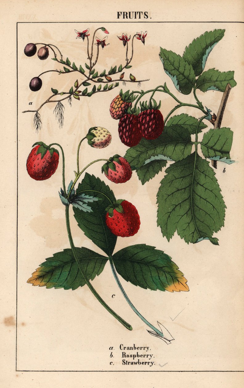 Áfonya, málna és eper gyümölcsök.   , a "The Instructive Picturebook, or Lessons from the Vegetable World", [Charlotte Mary Yonge], Edinburgh alkotó: English School