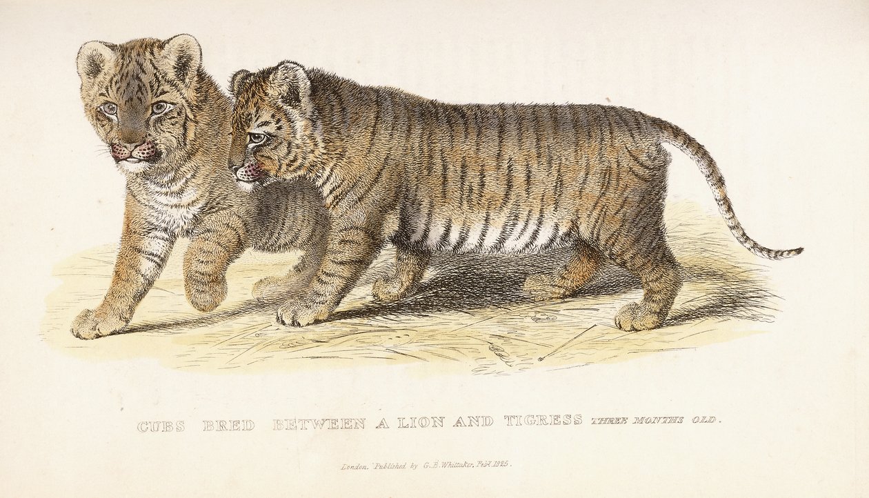 Oroszlán és tigris között tenyésztett kölykök, három hónaposak, 1827-1835 alkotó: English School