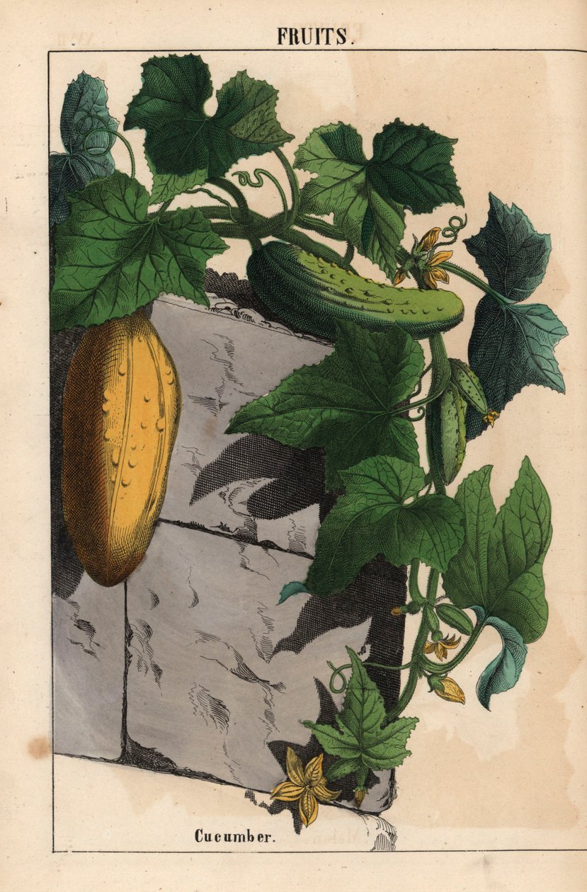 Uborka növény sárga éretlen és érett zöld uborka terméssel Cucumis sativus   , a "The Instructive Picturebook, or Lessons from the Vegetable World", [Charlotte Mary Yonge], Edinburgh alkotó: English School