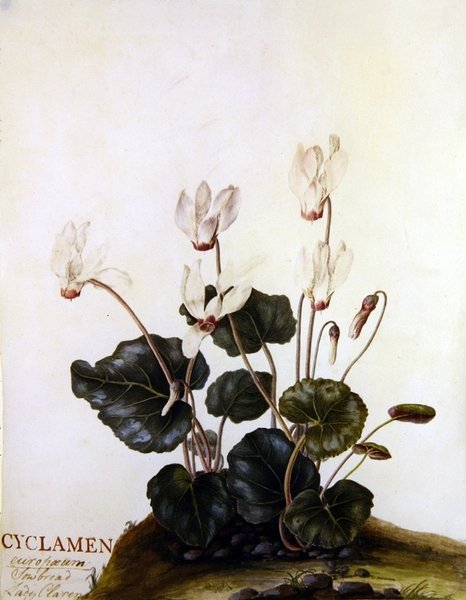 Cyclamen European Sowbred Lady Clarendon (akvarell pergamenre) alkotó: English School