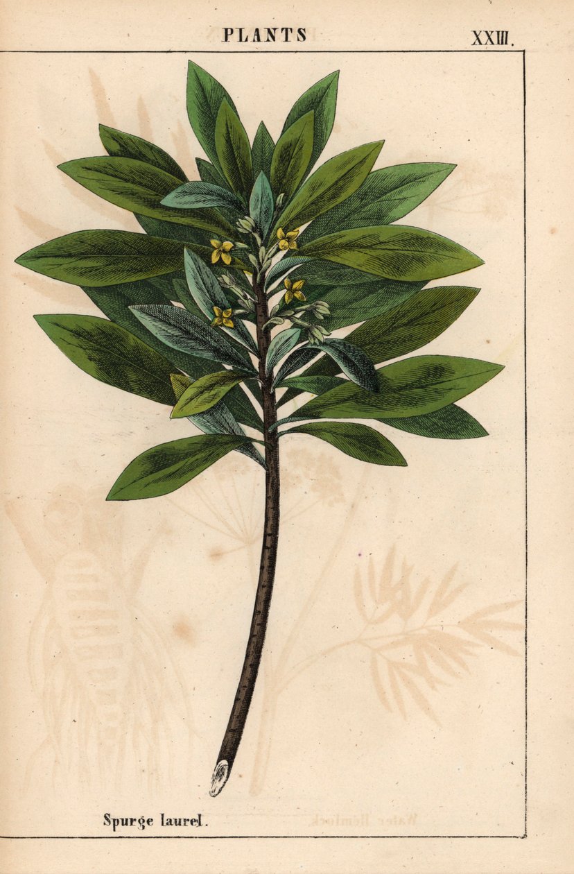 Daphne laureola vagy Spurge-laurel   , a "The Instructive Picturebook, or Lessons from the Vegetable World", [Charlotte Mary Yonge], Edinburgh alkotó: English School