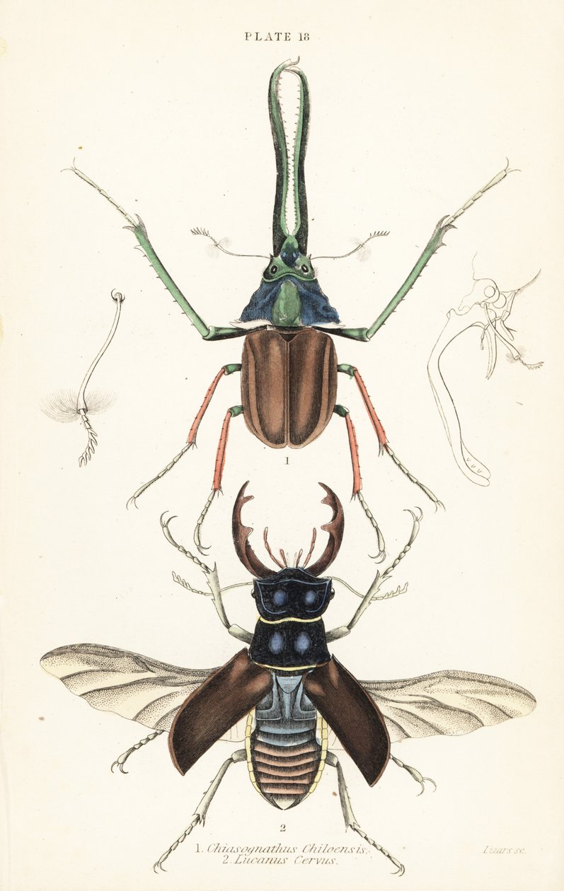 Darwin bogár, Grant szarvasbogár vagy chilei szarvasbogár, Chiasognathus grantii 1 és európai szarvasbogár, Lucanus cervus 2 alkotó: English School