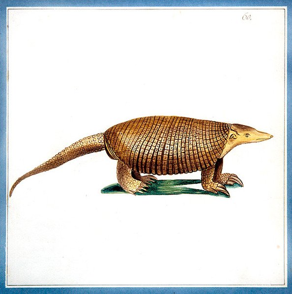 Dasypus armadillo, 1810 körül (akvarell, papír) alkotó: English School