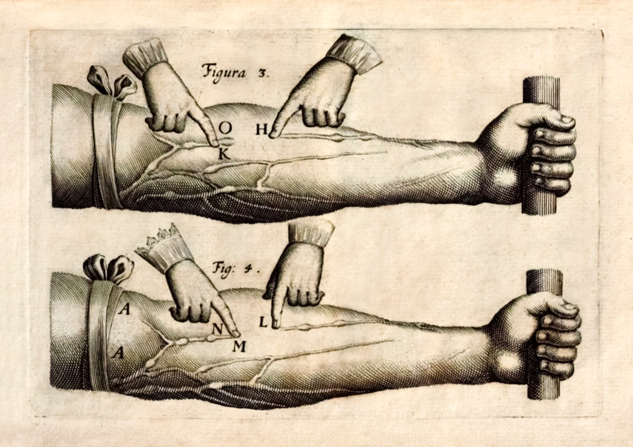 De Motu Cordi, Sanguinis az Animalibusban (A szív és a vér mozgása az élőlényekben), William Harvey (1578-1657) először 1628-ban jelent meg, és bemutatja az alkar vénák hálózatát, amely egyirányú billentyűket tartalmaz. alkotó: English School