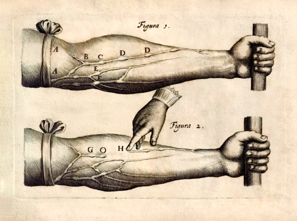 De Motu Cordi, Sanguinis az Animalibusban (A szív és a vér mozgása az élőlényekben), William Harvey (1578-1657) először 1628-ban jelent meg, és bemutatja az alkar vénák hálózatát, amely egyirányú billentyűket tartalmaz. alkotó: English School