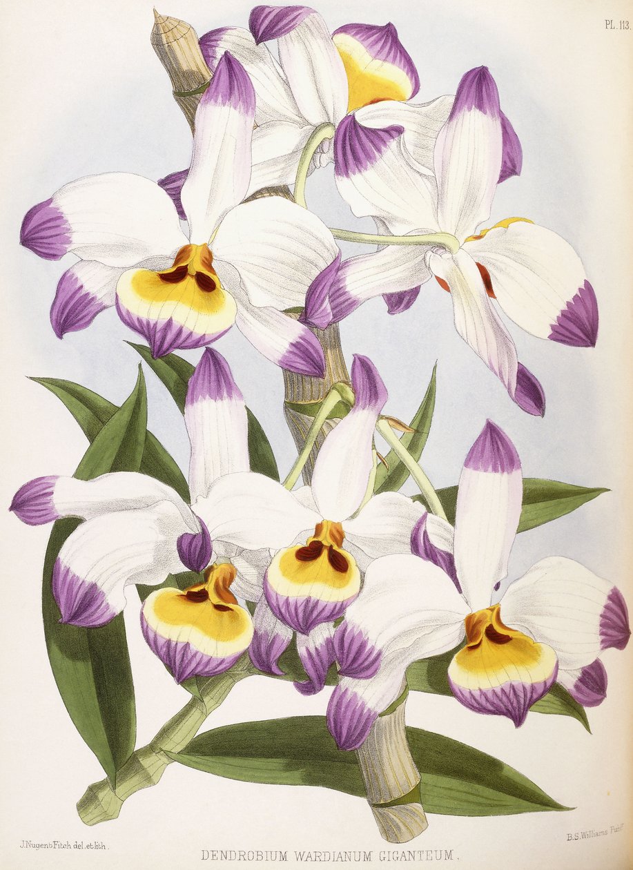 Dendrobium Wardianum Giganteum, 1824-1890 alkotó: English School