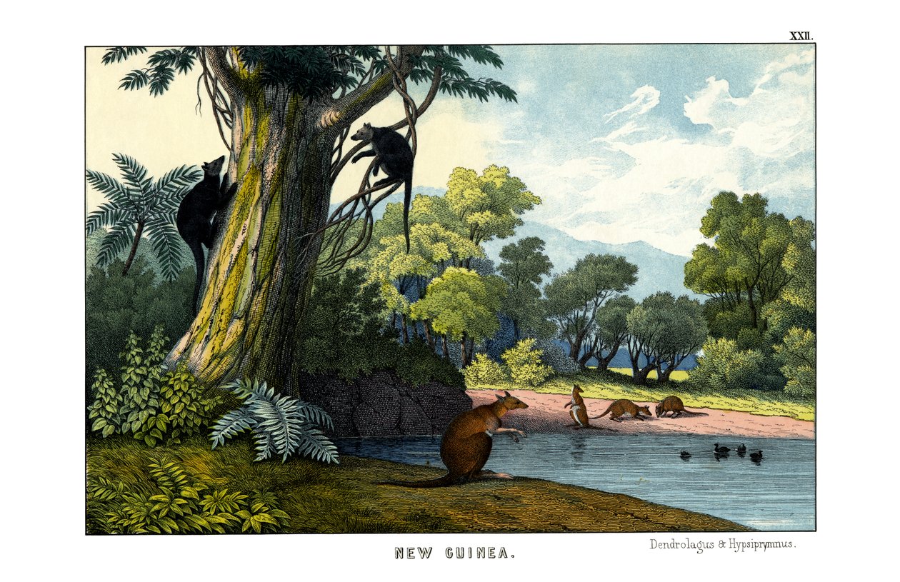 Dendrolagus és Hypsiprymnus alkotó: English School