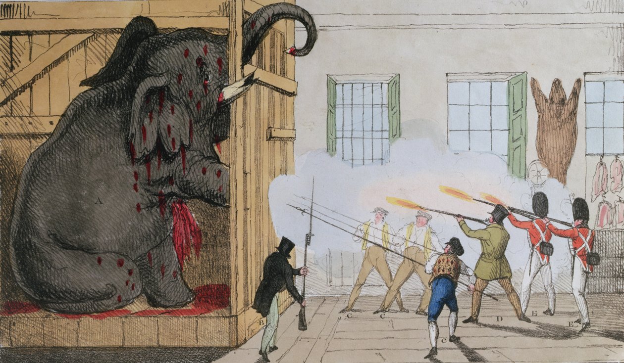 A nemes elefánt megsemmisítése Mr Crosss Exeter Change-nél, 1826 alkotó: English School