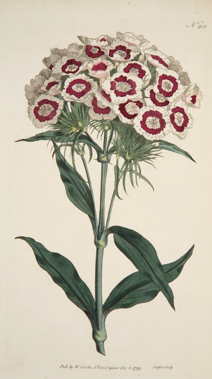 Dianthus Barbatus Szakállas Rózsaszín, kocsma. 1792-es kézzel színezett metszet. alkotó: English School