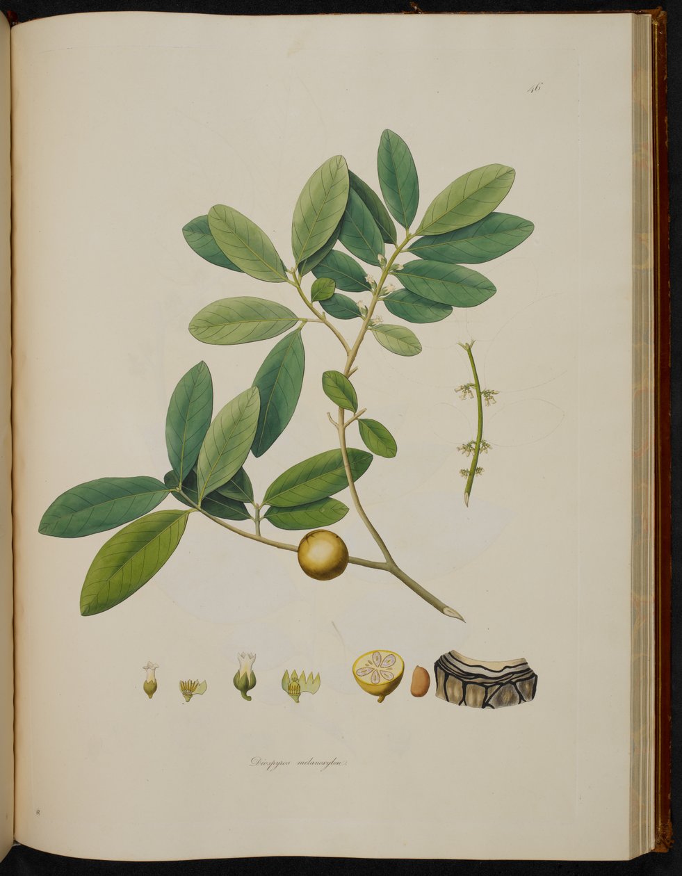 Diospyros melanoxylon, „Plants of the Coast of Coromandel” alkotó: English School