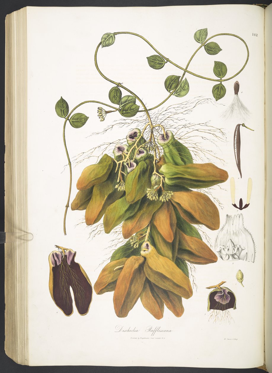 Dischidia Rafflesiana, 142. lemez a „Plantæ Asiaticæ Rariores”-től; vagy néhány kiadatlan kelet-indiai növény leírása és ábrája. L.P.”, Nathaniel Wallich alkotó: English School