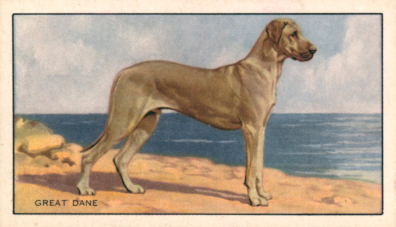 Kutyák: dán dog (színes litográfia) alkotó: English School