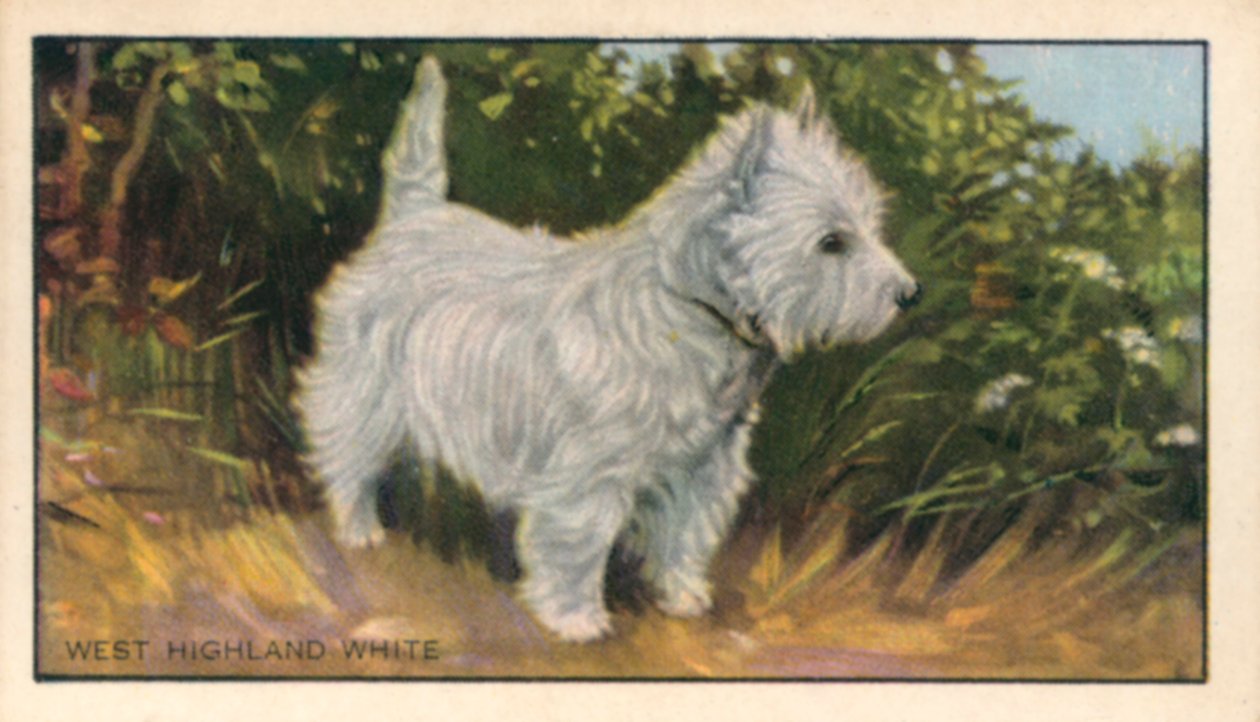 Kutyák: West Highland White (színes litho) alkotó: English School